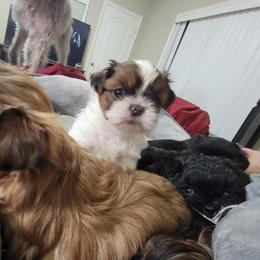 Shih Tzu Puppies from Chimera Shih Tzu