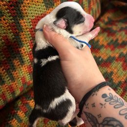 Puff - Black and tan male Pembroke Welsh Corgi puppy in Leonard, Texas from Southern Rose Corgis