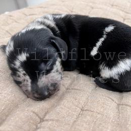 Dachshund Puppies from Wildflower Weenies