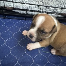 Willow - Red female Staffordshire Bull Terrier puppy in Port Saint Lucie, Florida from Southern Staffies