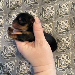 Belle - Black and gold female Yorkshire Terrier puppy in Hertford, North Carolina from Peters Pups Yorkshire Terriers