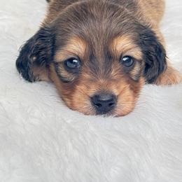 Betty - Cream female Dachshund puppy in Sumrall, Mississippi from Huckleberry Tails
