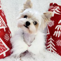 Paisley - Yorkshire Terrier