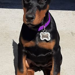 Doberman Pinscher Puppies from Steel Haus Dobermans