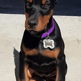 Doberman Pinscher Puppies from Steel Haus Dobermans