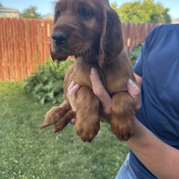 Light Blue-Hagrid - Mahogany male Irish Setter puppy in Franklin, Idaho from Spring Creek Irish Setters
