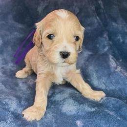Maddie - Cream female Cockapoo puppy in Bedford, Iowa from Our Father’s Doodles