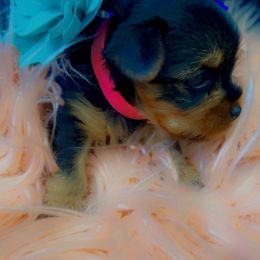 Yorkshire Terrier Puppies from Joy Riley's Yorkies