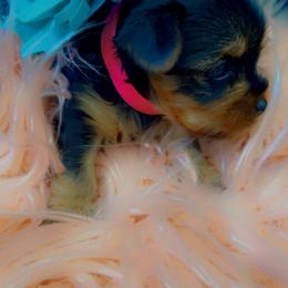 Yorkshire Terrier Puppies from Joy Riley's Yorkies