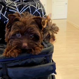 Gracie Lou - Liver female Yorkshire Terrier puppy in Jacksonville, Florida from Ja'Dor Yorkies