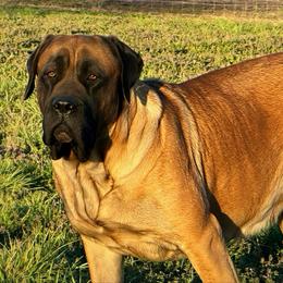 Pickles - Mastiff