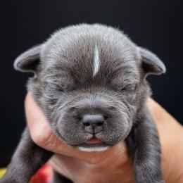 Chex - Staffordshire Bull Terrier puppy from Wild Blue Staffords