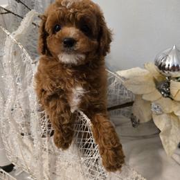 Girl 1 - Red female Cavapoo puppy in Washington from Mt.BakerPoodles&Doodles