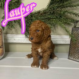 Lauper - Red  female Goldendoodle puppy in Anniston, Alabama from Mason Farmhouse Poodles, Doodles & Poos (Breeding & Stud Services)