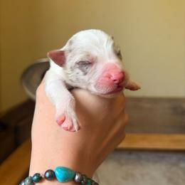 Red merle girl - Red merle female Border Collie puppy in Ripley, Oklahoma from Adventure5 Border Collies