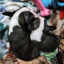 Boston Terriers from Big Rock Boston Terriers