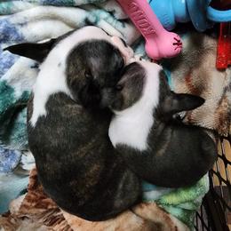 Boston Terriers from Big Rock Boston Terriers