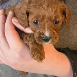 Icycle - Red female Cavapoo puppy in Conklin, Michigan from Lake Michigan Couture Cavapoos & Cockapoos