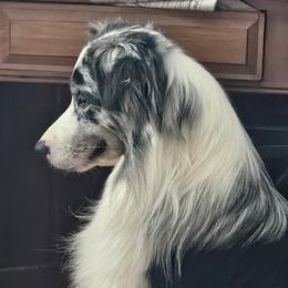 Finn - Australian Shepherd