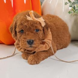 MARCIE - Red  female Goldendoodle puppy in Iola, Texas from Supreme Doodles of Texas