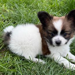 Potato - Red white and sable male Papillon puppy in Thornton, Colorado from Aspen Wings Papillons