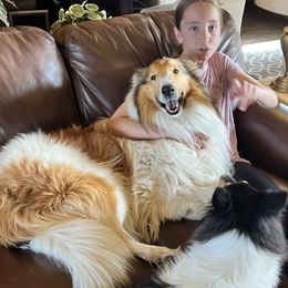 Bryce - Collie