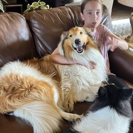 Bryce - Collie