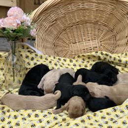 One male, yellow or black, to be determined - Yellow male Labrador Retriever puppy in Geneva, Florida from Salty Duck Retrievers