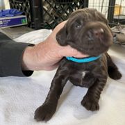 Boykin Spaniel Puppies from Sunstar Kennel