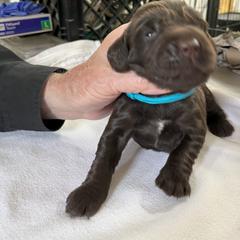 Boykin Spaniel Puppies from Sunstar Kennel