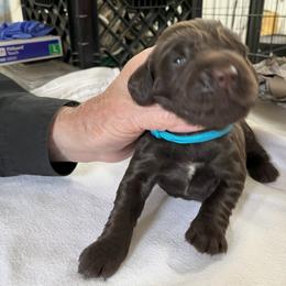 Boykin Spaniel Puppies from Sunstar Kennel