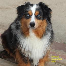 Scout - Blue merle male Miniature American Shepherd puppy in Hillsdale, Michigan from Faithwalk Aussies and Mini American Shepherds