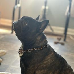 Bugatti - French Bulldog