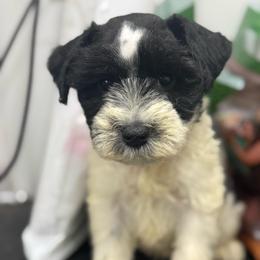 Cruise - Green Boy - Parti male Miniature Schnauzer puppy in Oneonta, Alabama from Murphree Valley Kennels
