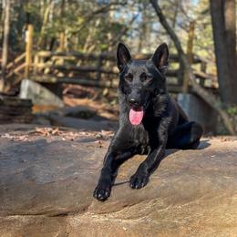 German Shepherd All Grown Up from Lucianhaus