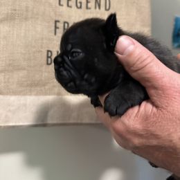 Samwell - Brindle and white French Bulldog puppy in Ohio from Legend French Bulldogs