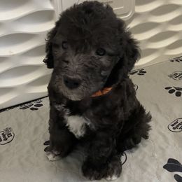 Bedlington Terrier Puppies from Dreamcatcher's Bedlingtons