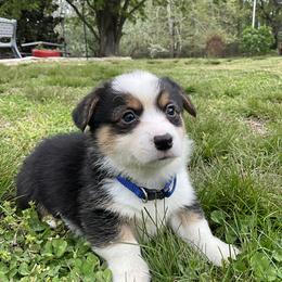 18 Blue  collar - Black and tan male Pembroke Welsh Corgi puppy in Port Republic, Maryland from Bestfurends