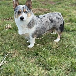 Abby - Pembroke Welsh Corgi
