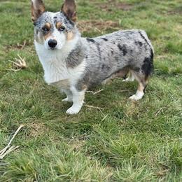 Abby - Pembroke Welsh Corgi