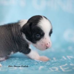 Chinese Crested Puppies from Qilin Chinese Crested