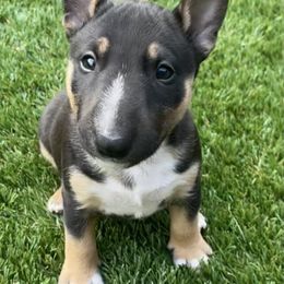 Miniature Bull Terrier Puppies from Triumph Miniature Bull Terriers