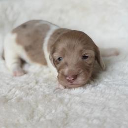 Java - Dapple male Dachshund puppy in Duncanville, Alabama from Bear Creek Dachshunds