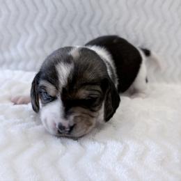 Pocket Beagle Duke - Black white and tan male Beagle puppy in Gentry, Arkansas from HC Puppy Ranch