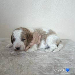 Crunch - Parti male Goldendoodle puppy in Crothersville, Indiana from Wischmeier’s Doodles