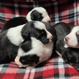 Border Collie Puppies from Winter Creek Border Collies