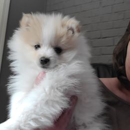 Pomeranian Puppies from Merri's Pom's