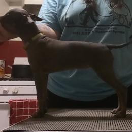 American Hairless Terrier Puppies from Bare Valley