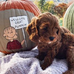 Boy 2 - Chocolate Cavapoo puppy in Tennessee from Shannan's Cavapoos