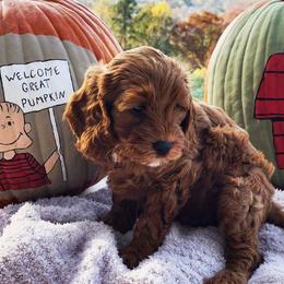 Boy 2 - Chocolate Cavapoo puppy in Tennessee from Shannan's Cavapoos